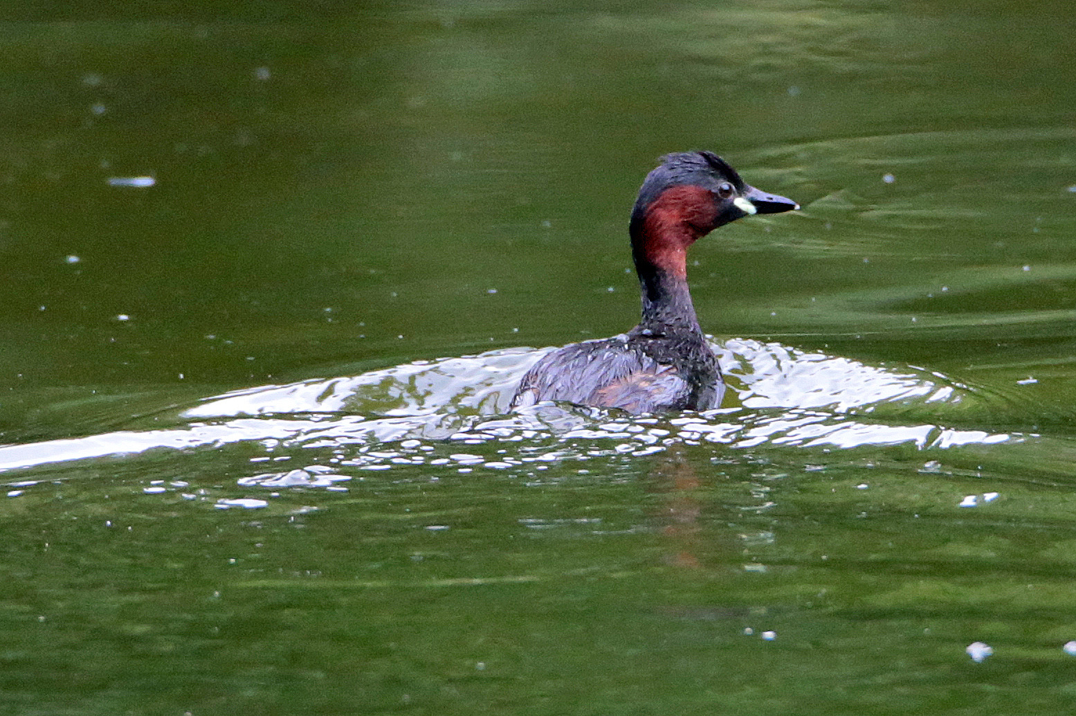 Zwergtaucher 