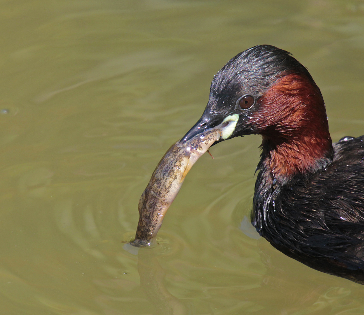 Zwergtaucher