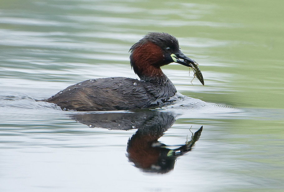 Zwergtaucher