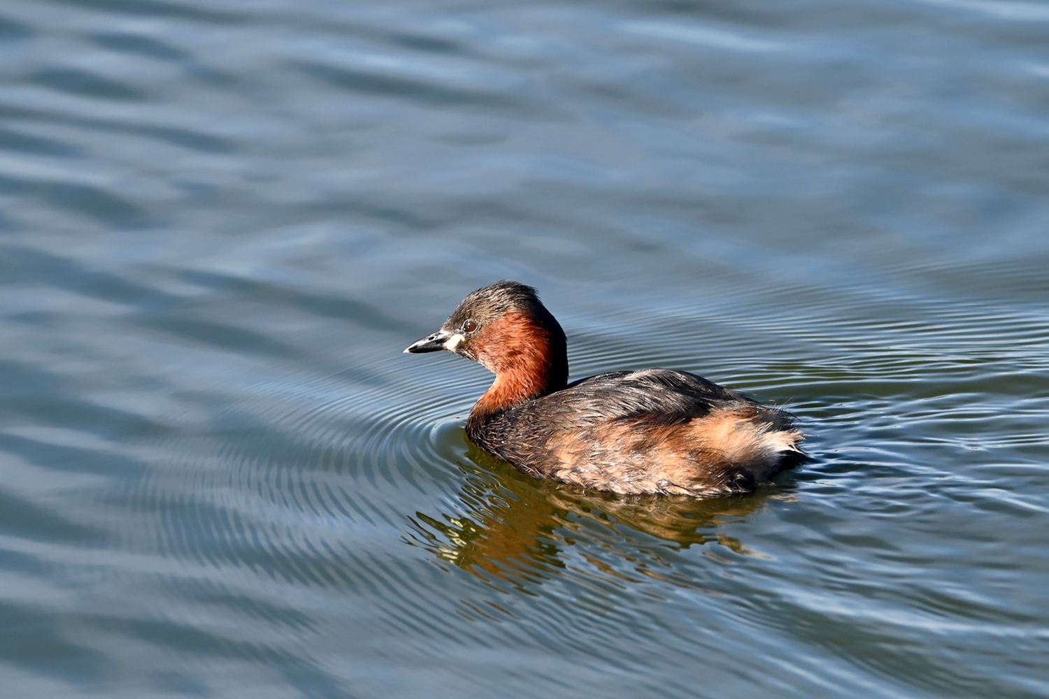 Zwergtaucher