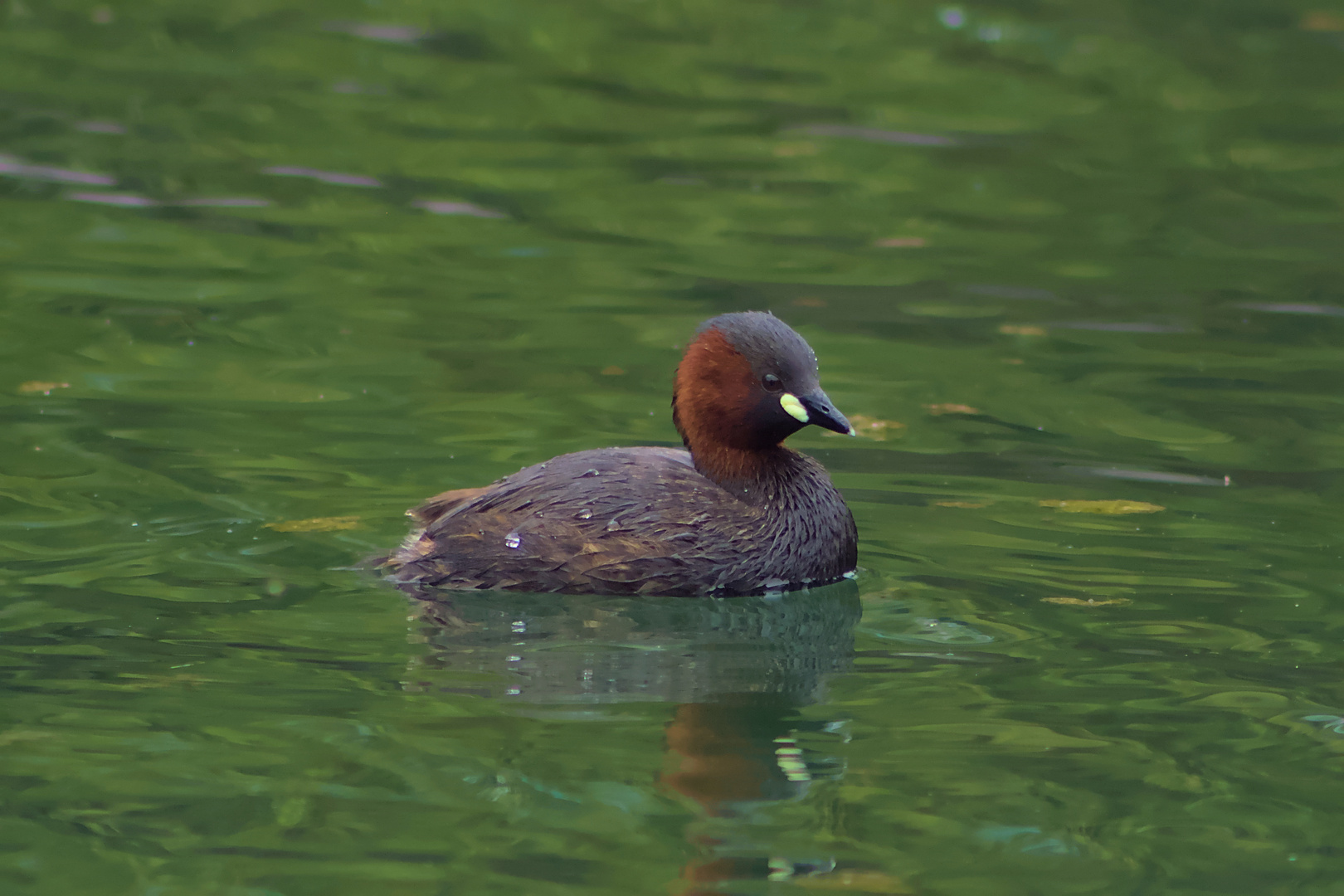 Zwergtaucher am Gardesee