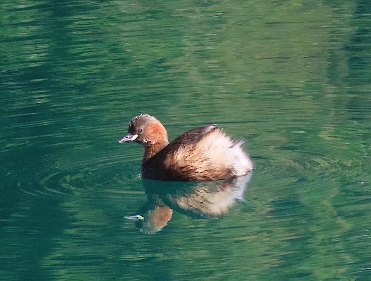 Zwergtaucher am Lago di Cornino