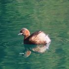 Zwergtaucher am Lago di Cornino