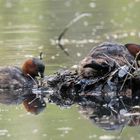 Zwergtaucher am Nest