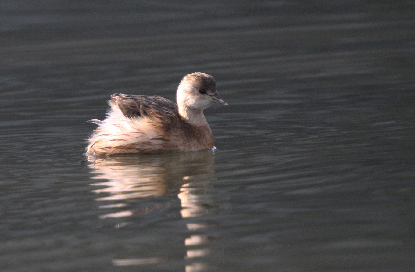 Zwergtaucher auf dem Wichelsee April 2011