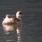 Zwergtaucher auf dem Wichelsee April 2011