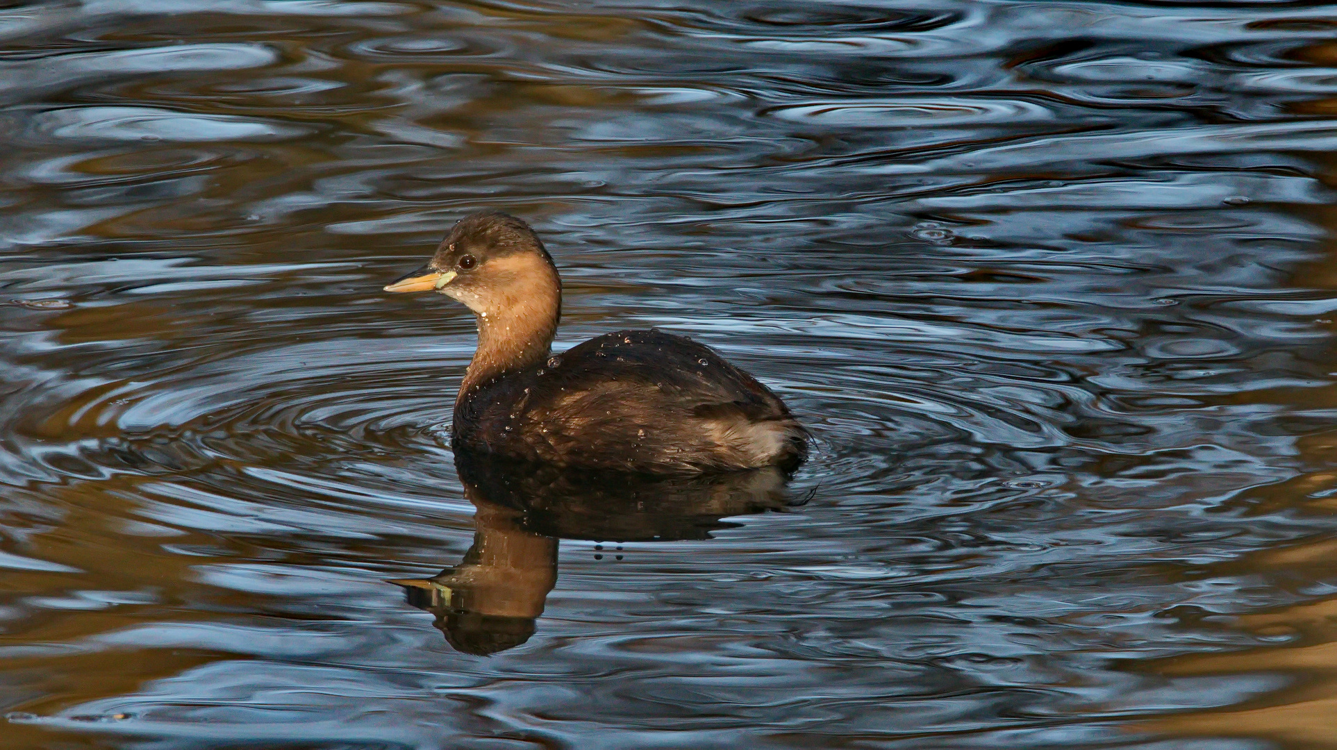   Zwergtaucher auf der Ruhr.