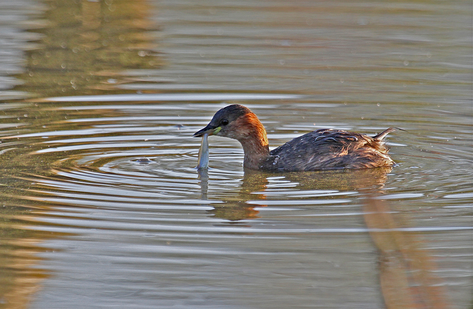 Zwergtaucher