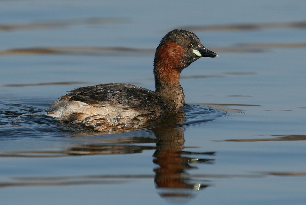 Zwergtaucher