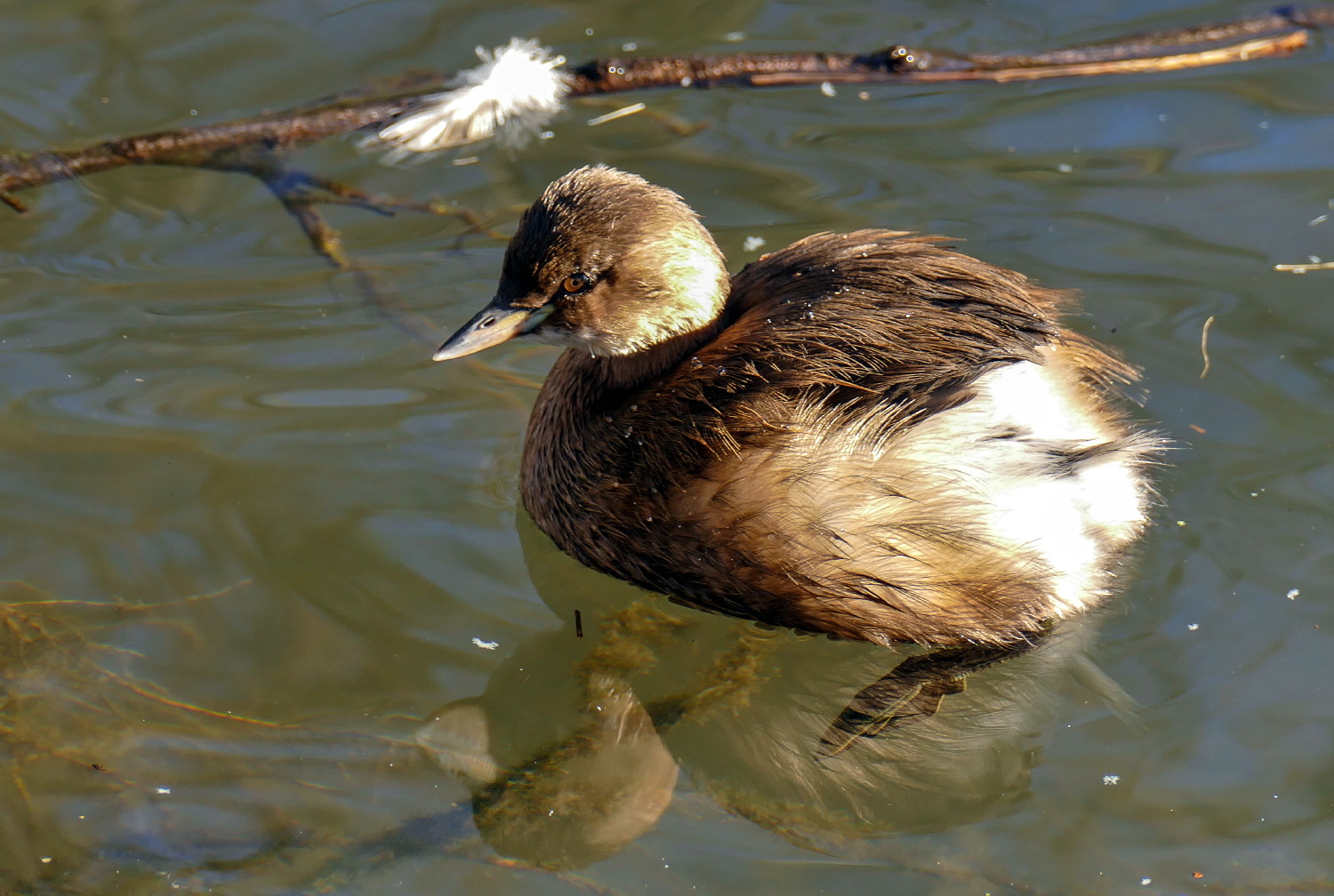 Zwergtaucher