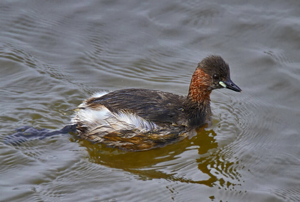 Zwergtaucher