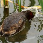 Zwergtaucher bei der Arbeit