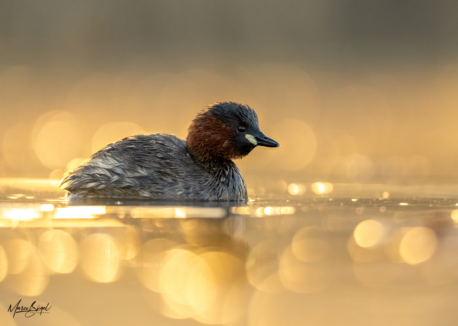 Zwergtaucher bei Sonnenaufgang