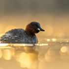 Zwergtaucher bei Sonnenaufgang