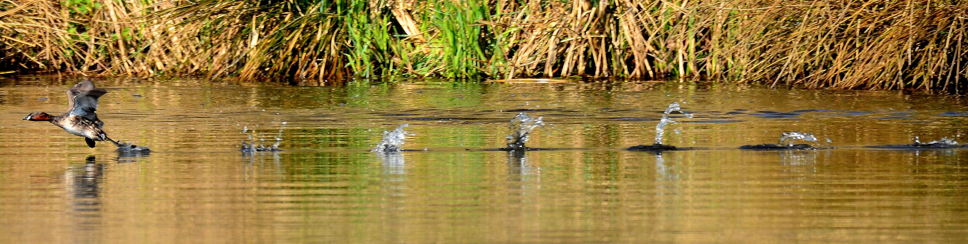 Zwergtaucher beim Start