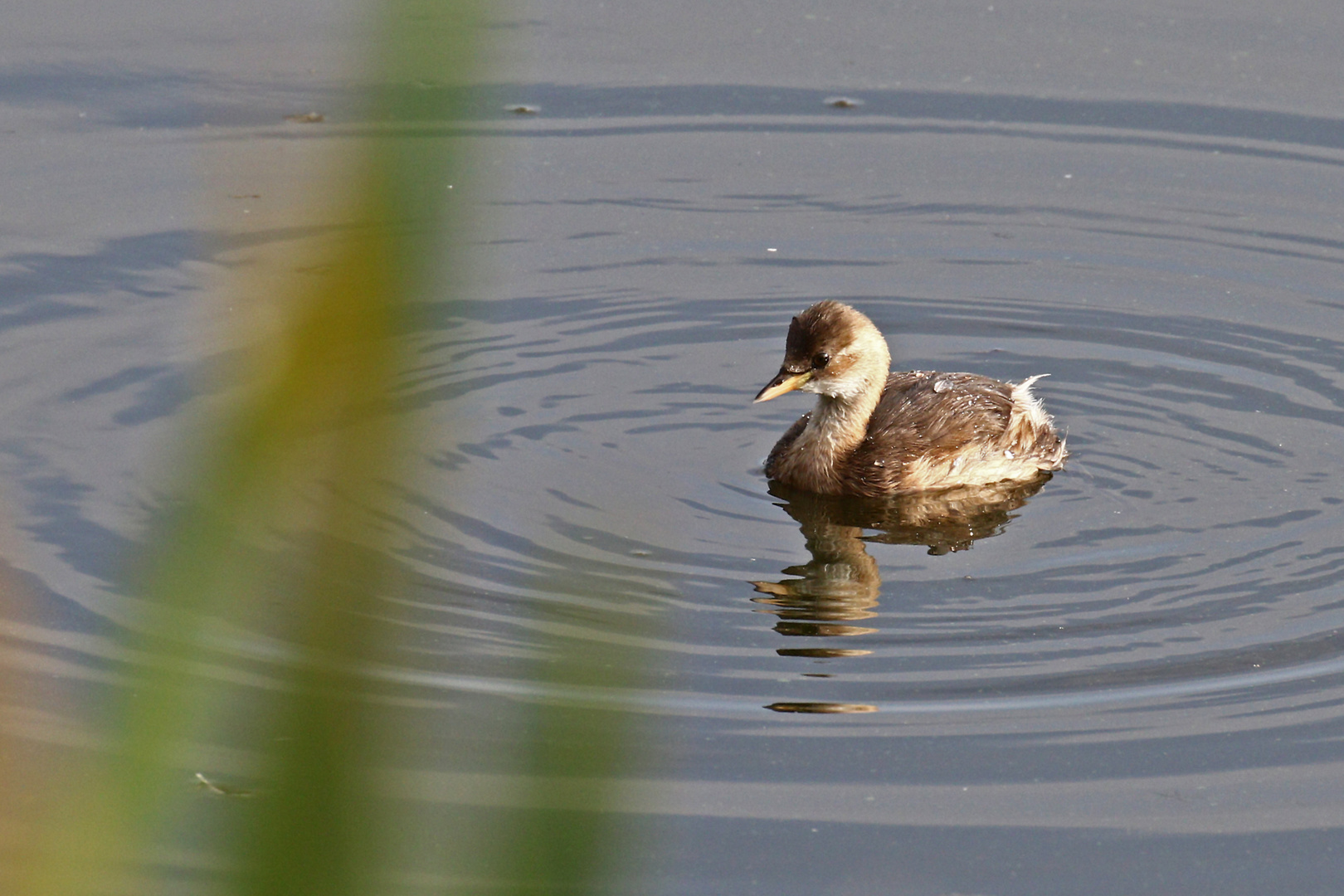 Zwergtaucher