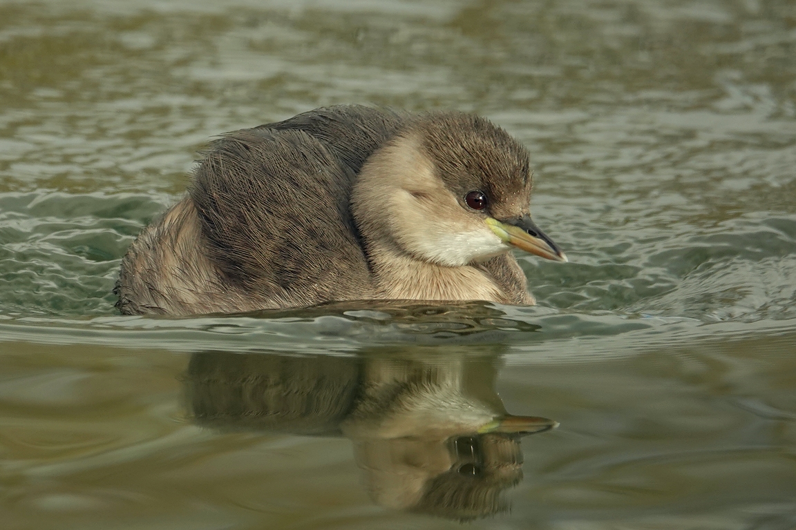 Zwergtaucher