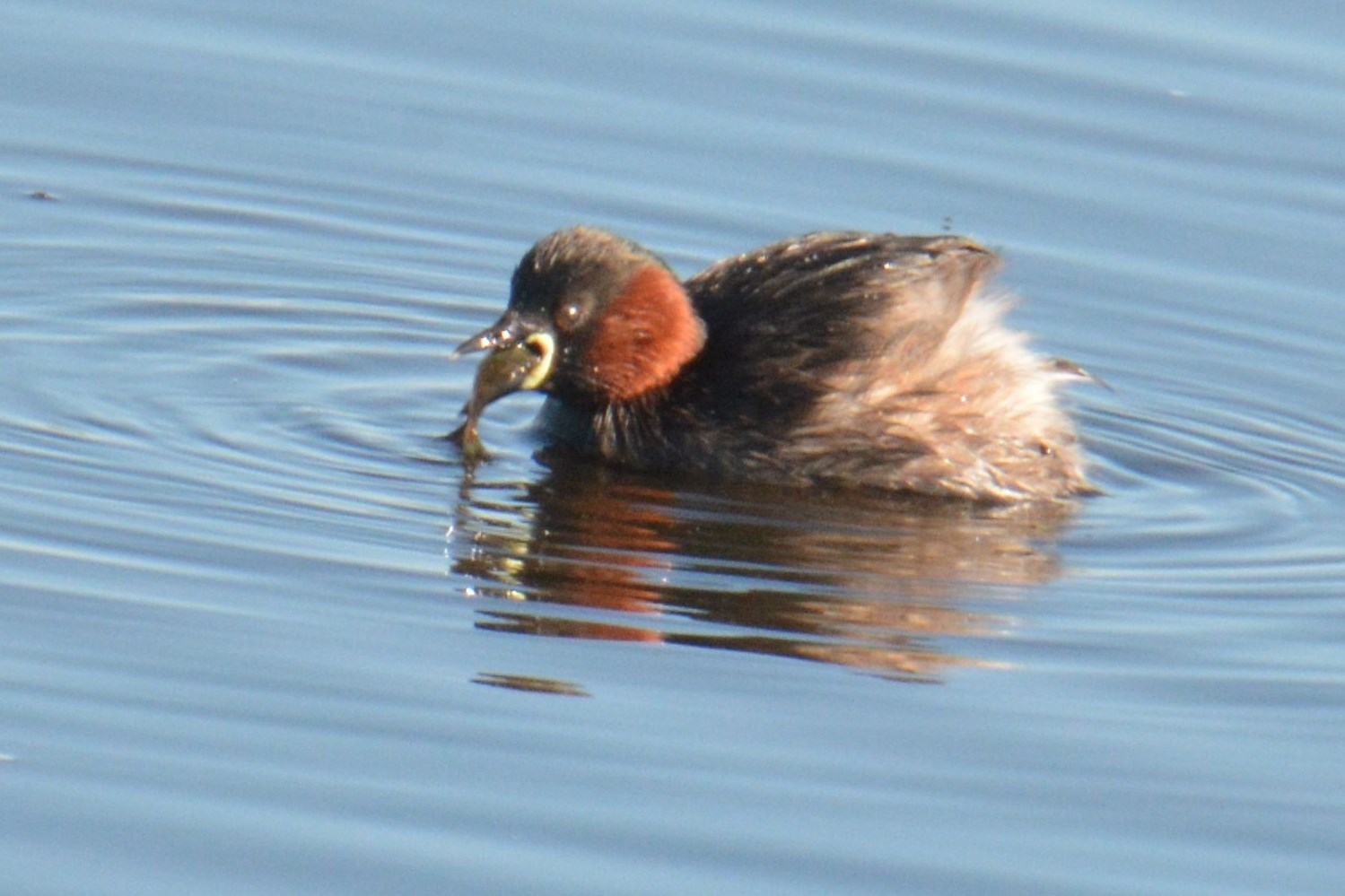 Zwergtaucher