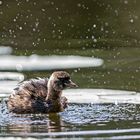 Zwergtaucher - Dusche (Jungvogel)