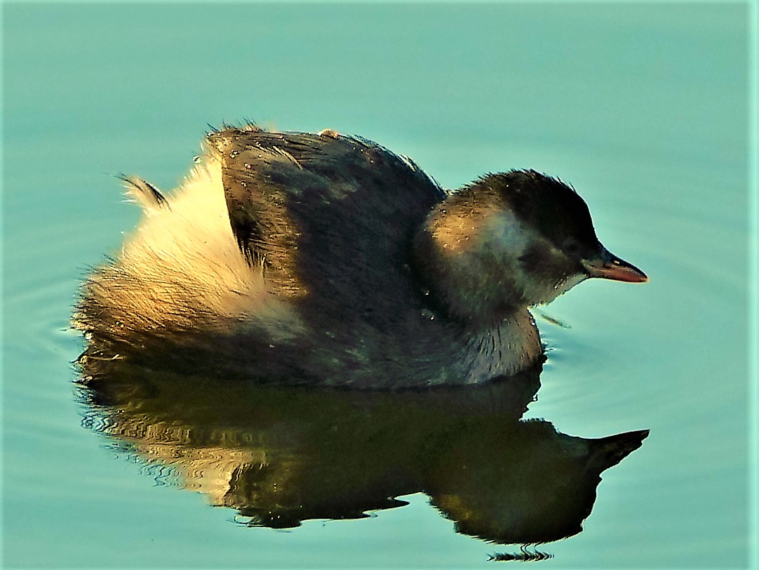 Zwergtaucher