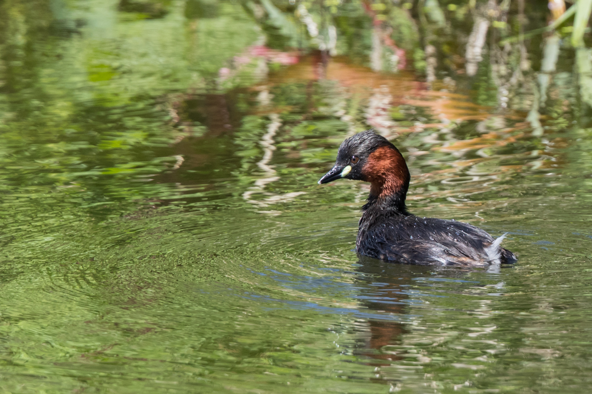 Zwergtaucher