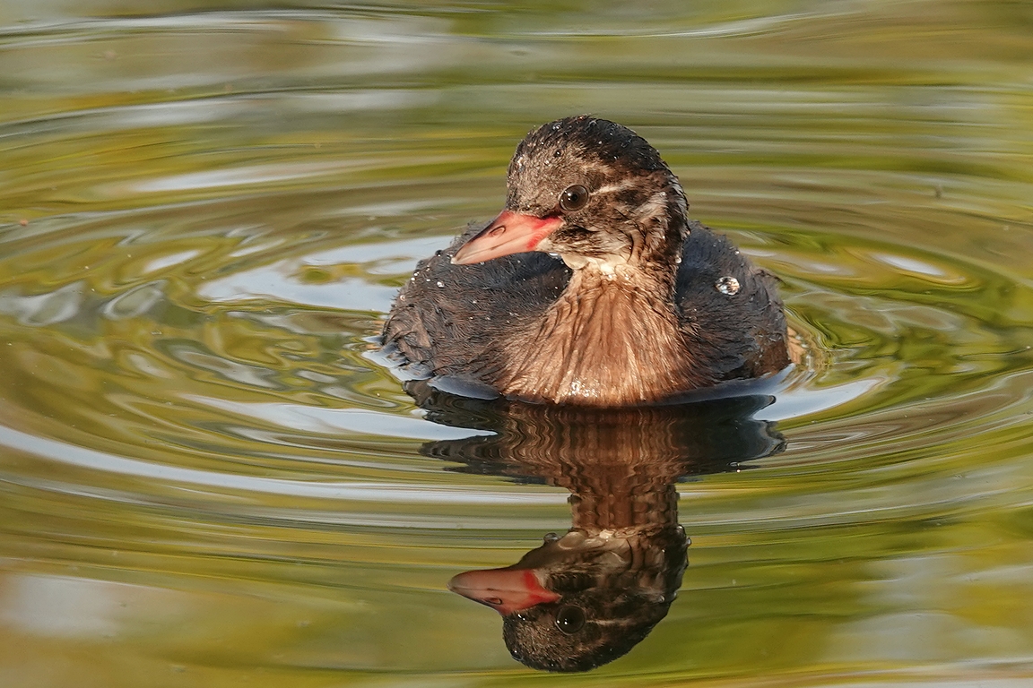 Zwergtaucher