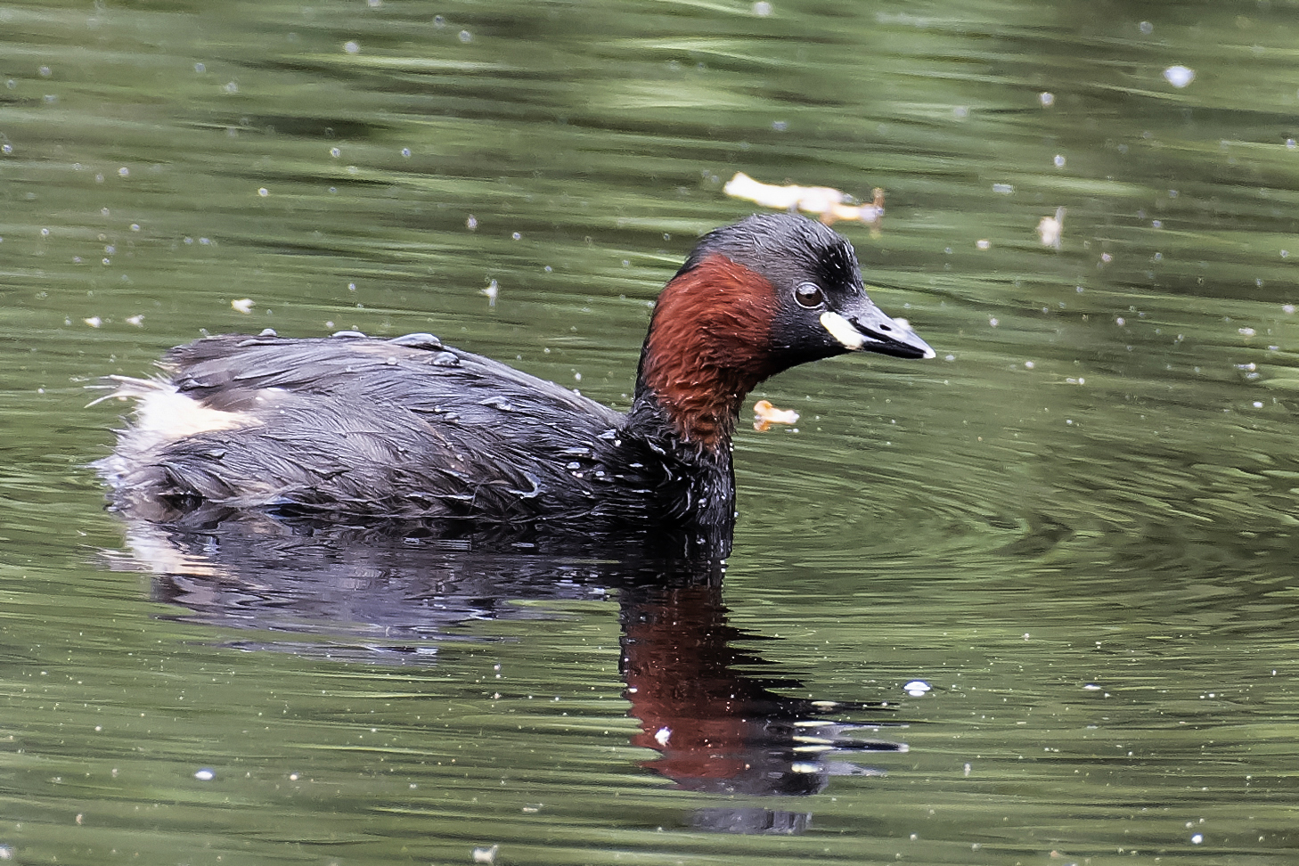 Zwergtaucher