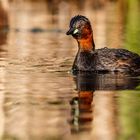 Zwergtaucher