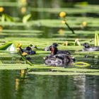 Zwergtaucher-Familie (3)