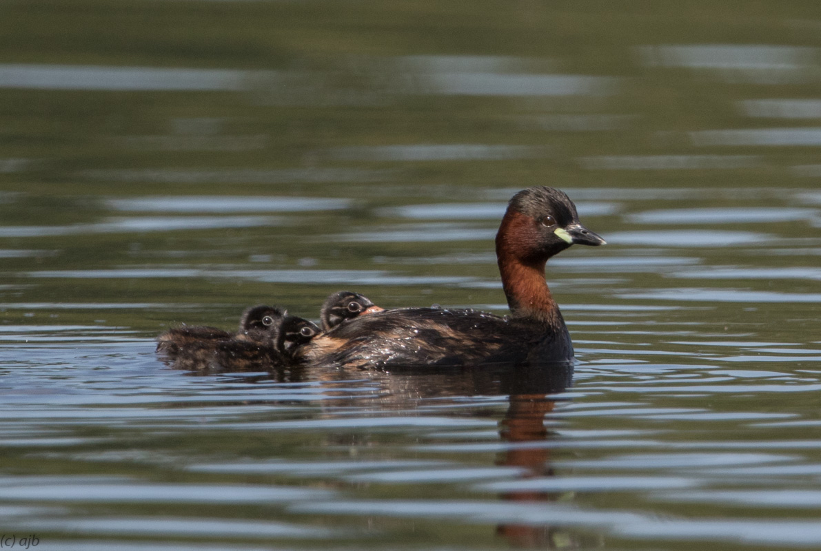 Zwergtaucher familie