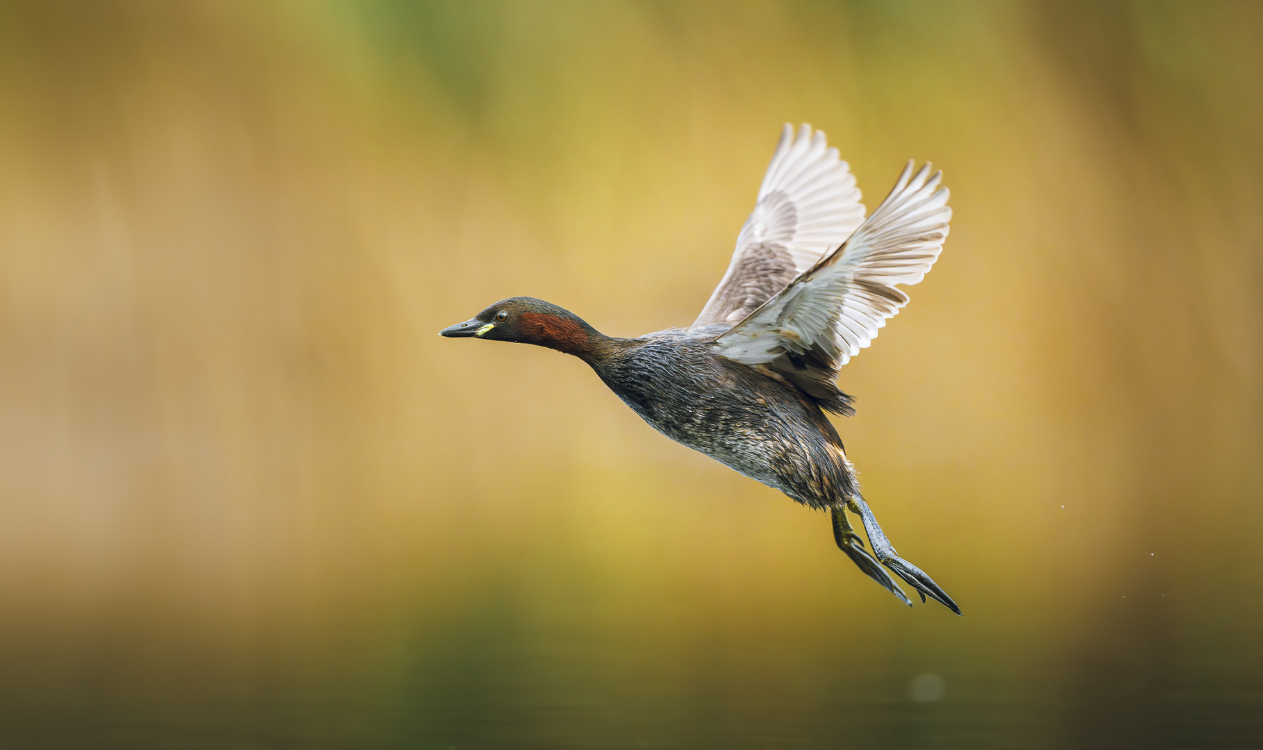 Zwergtaucher im Flug