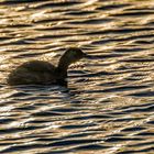 "ZWERGTAUCHER IM GEGENLICHT"