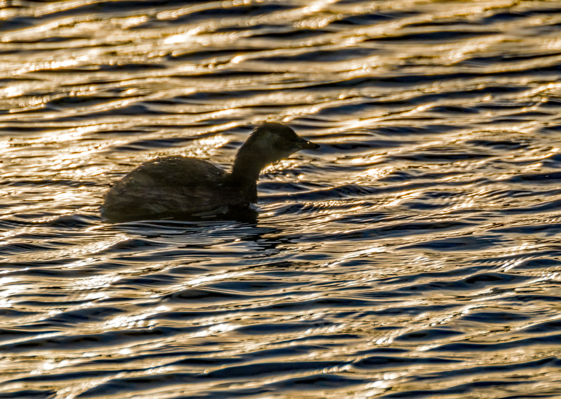 "ZWERGTAUCHER IM GEGENLICHT"