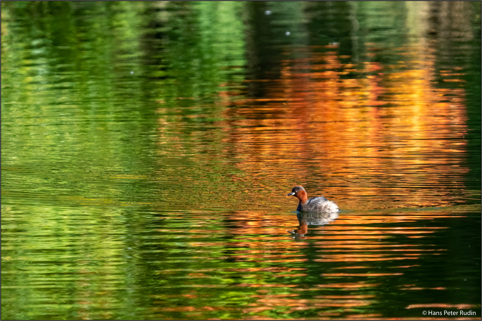 Zwergtaucher im herbstlichen Weiher