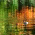 Zwergtaucher im herbstlichen Weiher