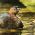 Zwergtaucher im Licht