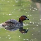 Zwergtaucher im Prachtkleid