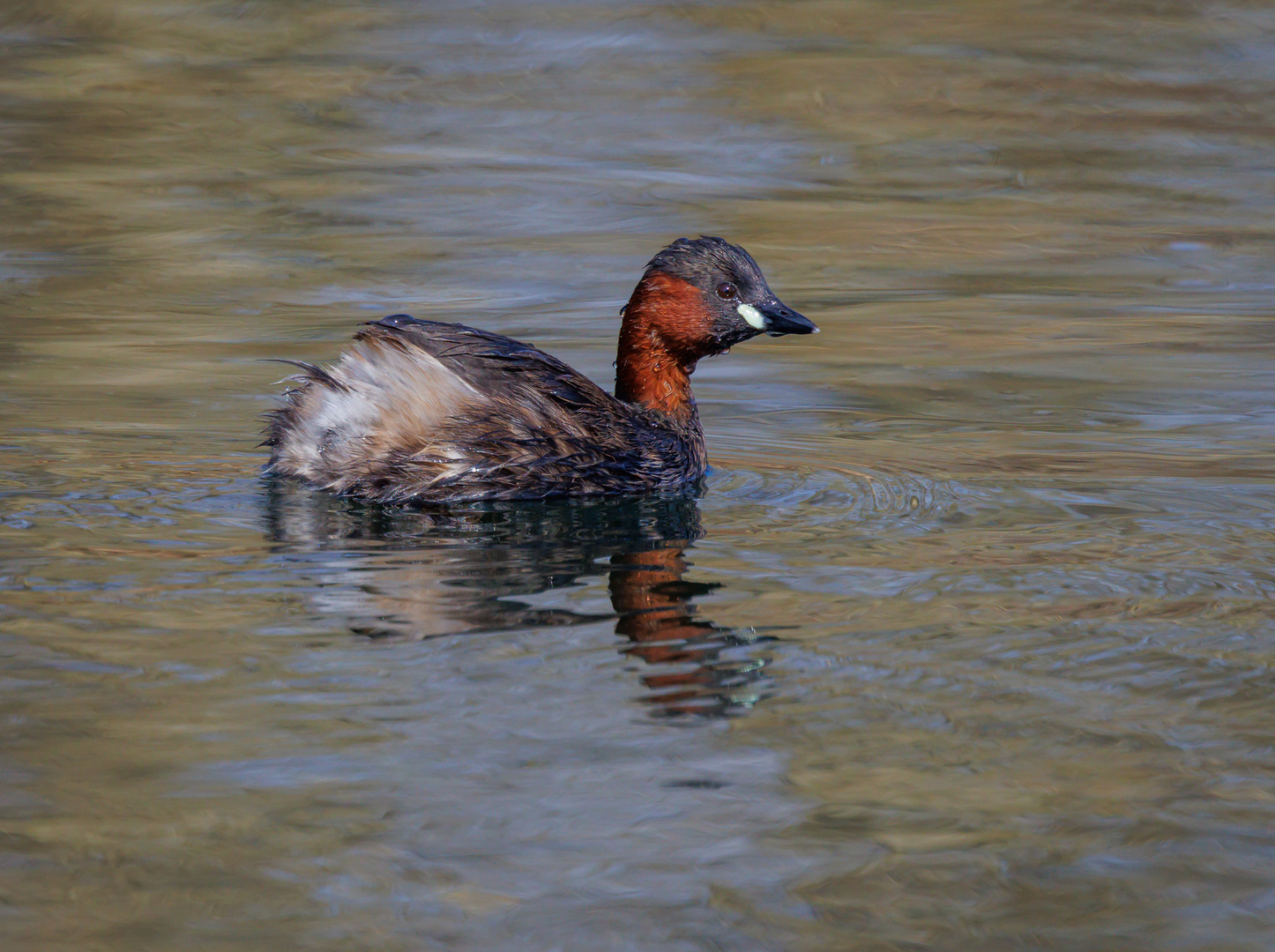 Zwergtaucher im Prachtkleid (Tachybaptus ruficollis)