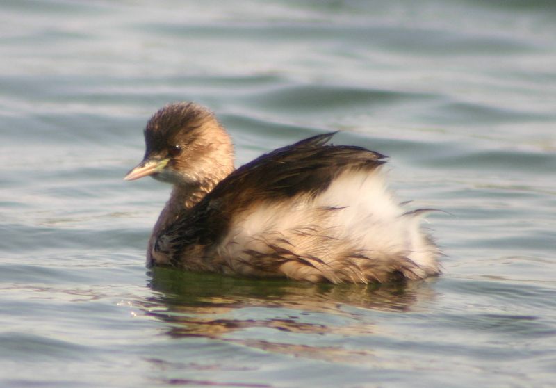 Zwergtaucher im Schlichtkleid (Tachybaptus ruficollis)