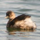 Zwergtaucher im Schlichtkleid (Tachybaptus ruficollis)