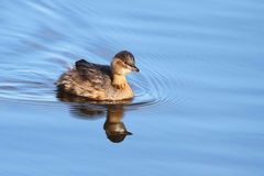 Zwergtaucher im Winterkleid