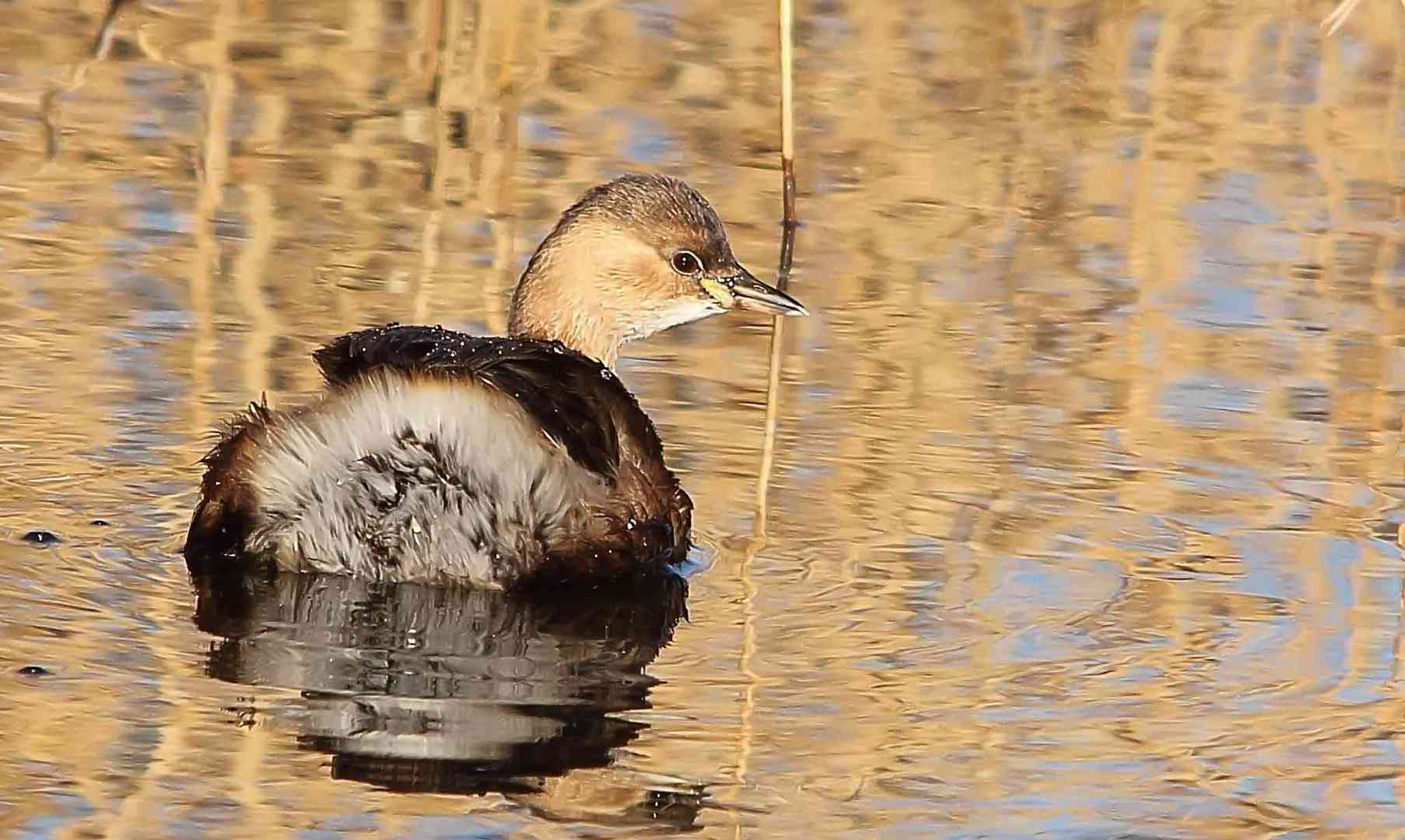 Zwergtaucher im Winterkleid