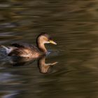 Zwergtaucher in bestem Licht