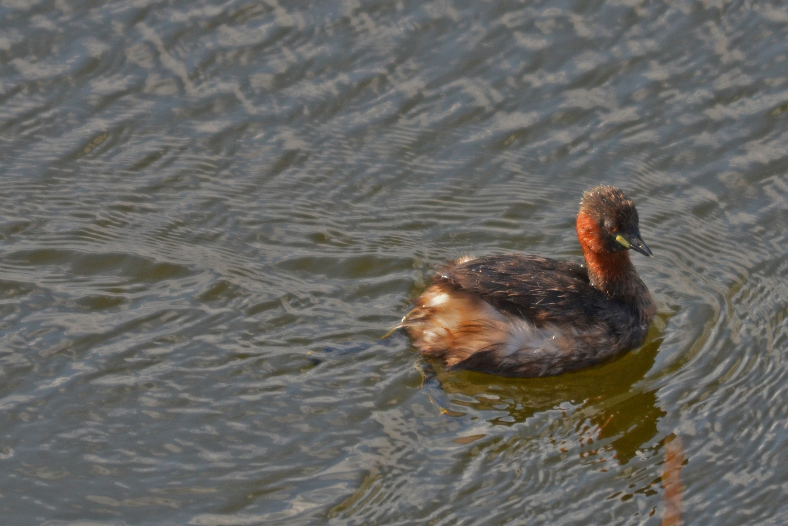 Zwergtaucher in der Abendsonne