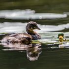 Zwergtaucher (Jungvogel)