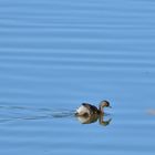 Zwergtaucher juv. (Tachybaptus ruficollis), Little grebe, Zampullín común