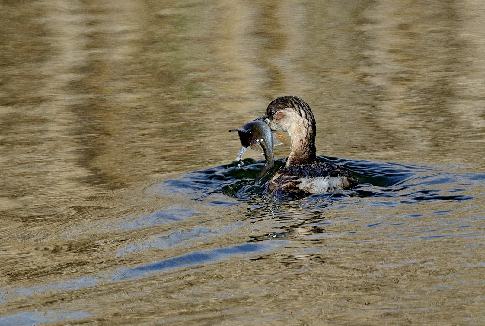 Zwergtaucher mit Barsch