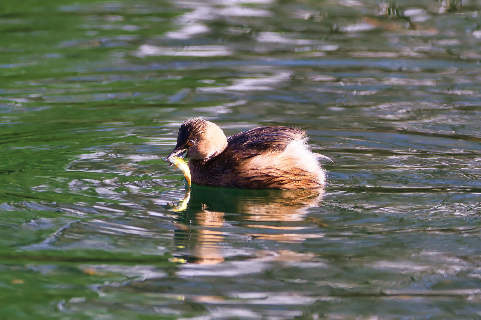 Zwergtaucher mit Beute