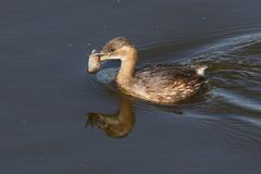 Zwergtaucher mit Beute, 25.9.2016