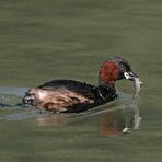 Zwergtaucher mit Beute